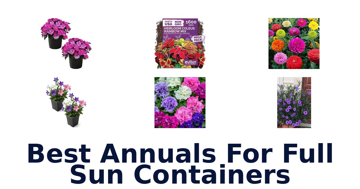 best annuals for full sun containers