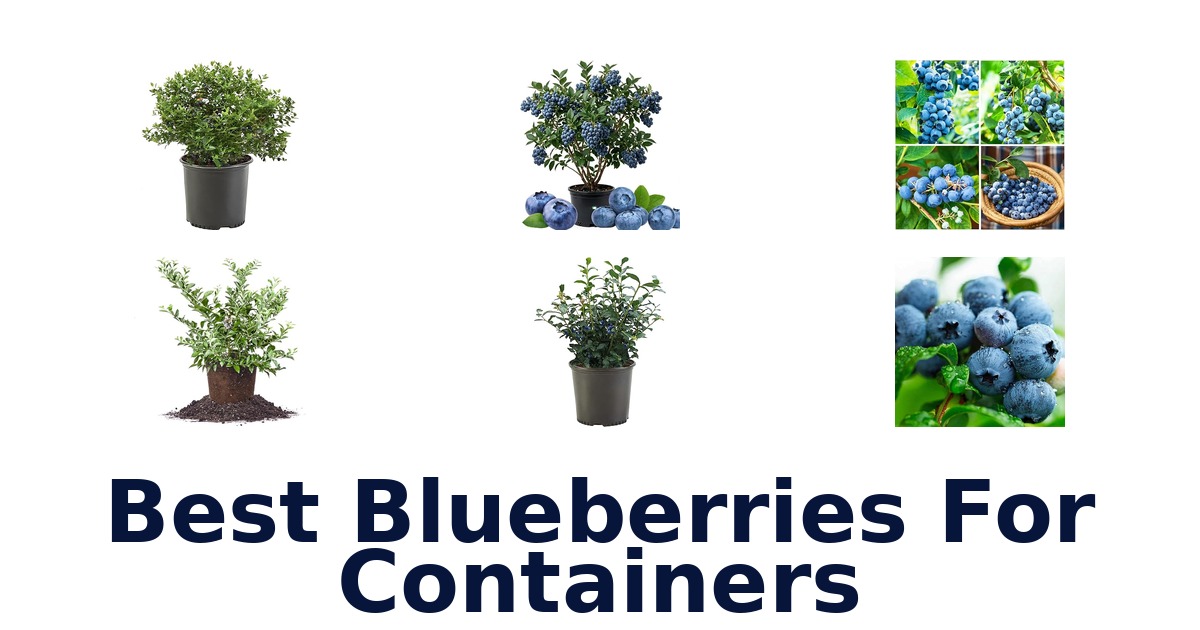 best blueberries for containers