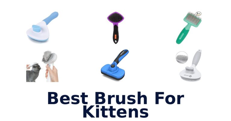 best brush for kittens