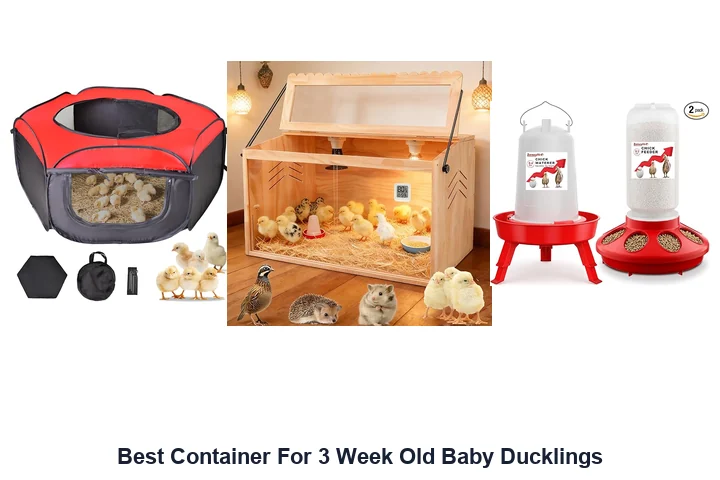 Best Container For 3 Week Old Baby Ducklings