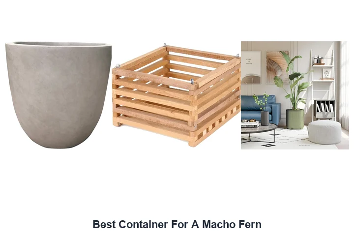 Best Container For A Macho Fern