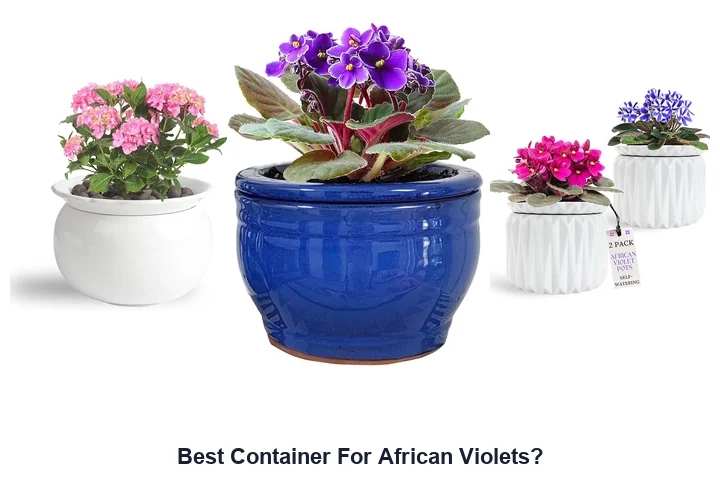 Best Container For African Violets?