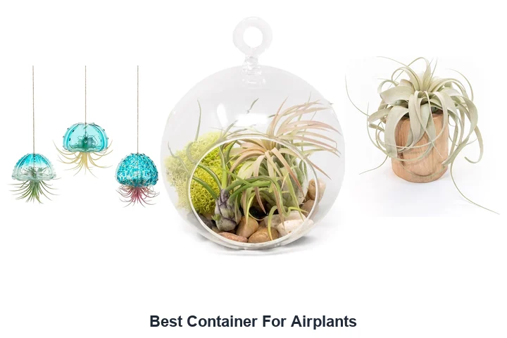 Best Container For Airplants