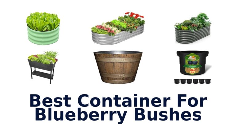best container for blueberry bushes