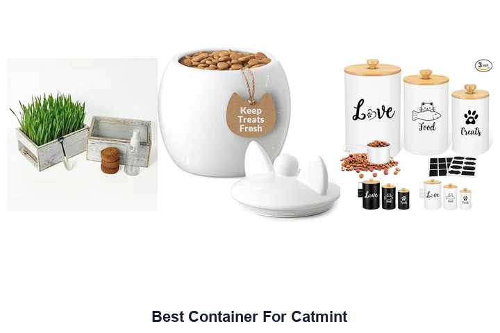 Best Container For Catmint