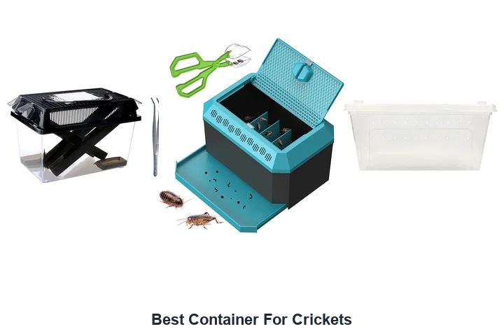 Best Container For Crickets