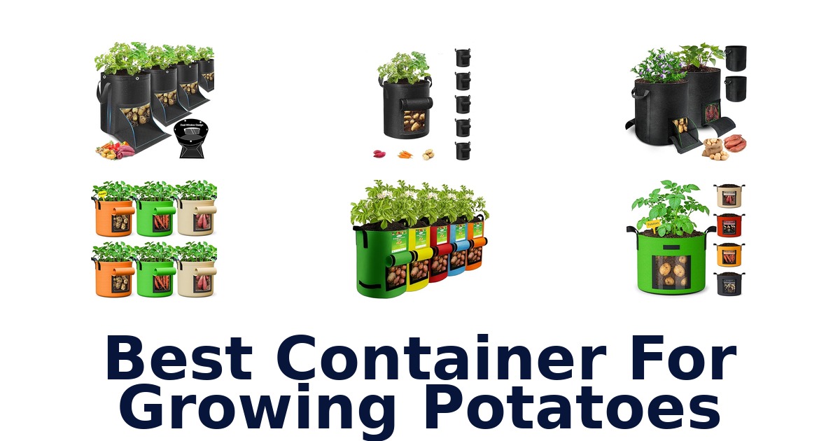 best container for growing potatoes