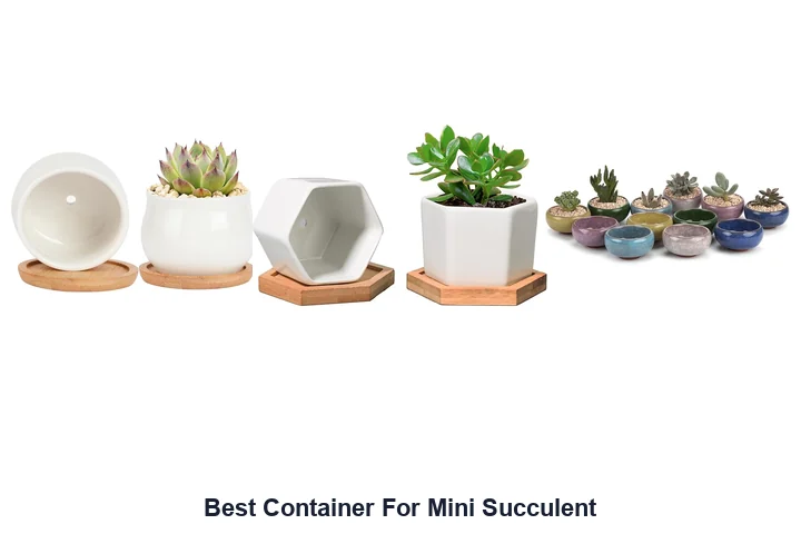 Best Container For Mini Succulent