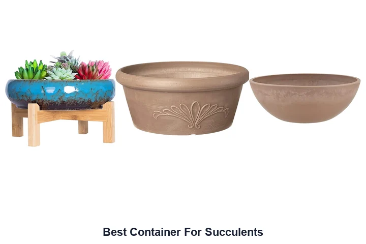Best Container For Succulents