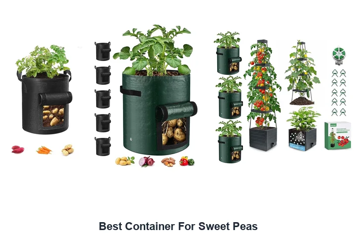 Best Container For Sweet Peas