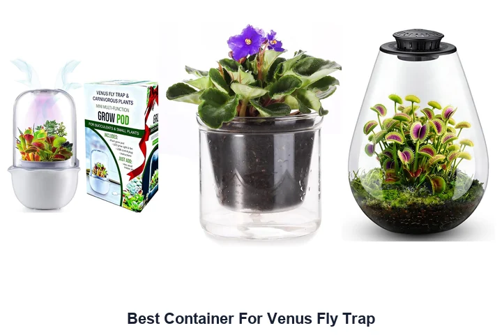 Best Container For Venus Fly Trap