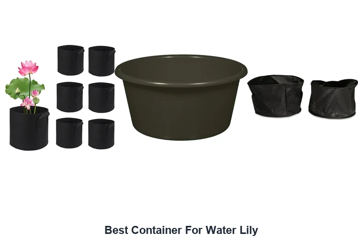 Best Container For Water Lily