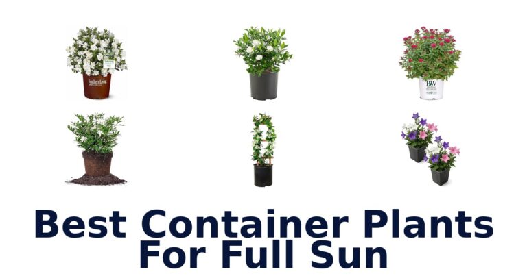 best container plants for full sun