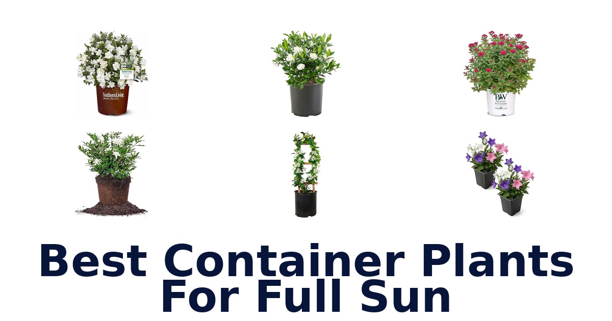 best container plants for full sun