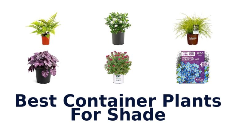 best container plants for shade