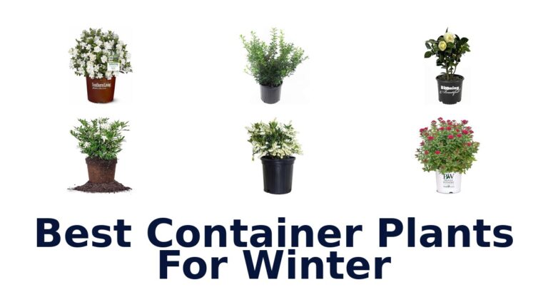 best container plants for winter