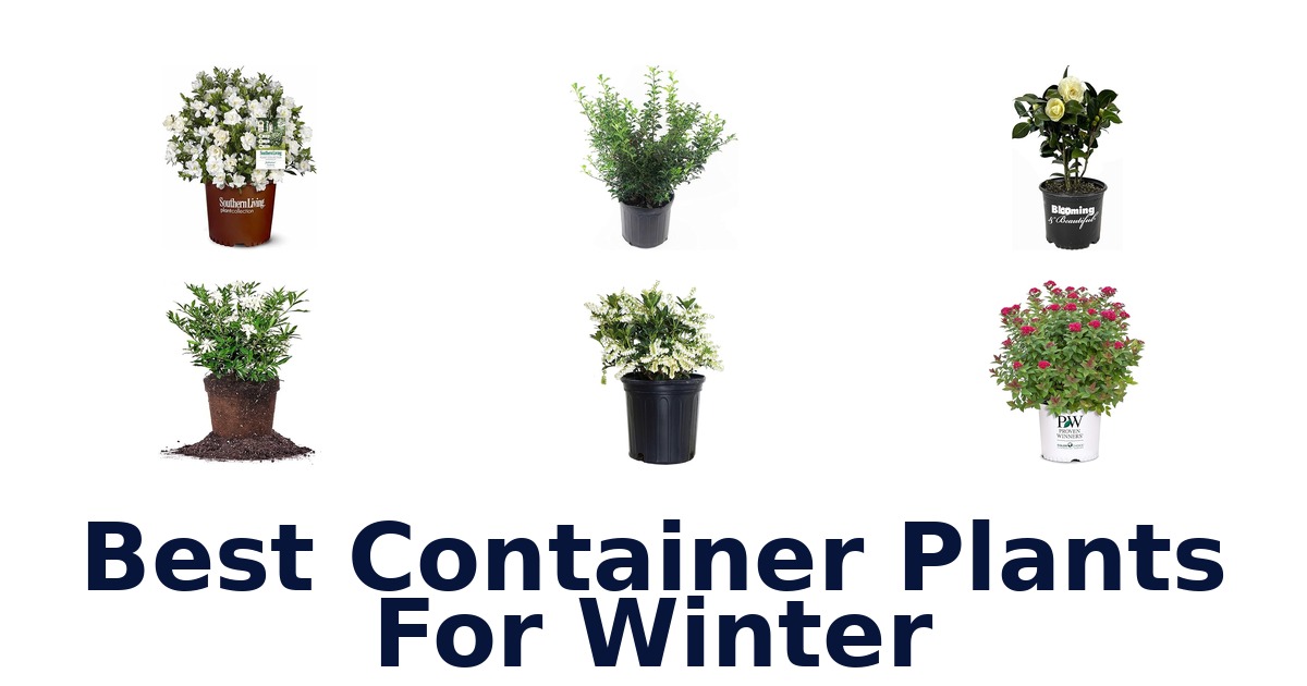 best container plants for winter