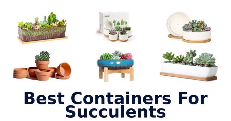 best containers for succulents