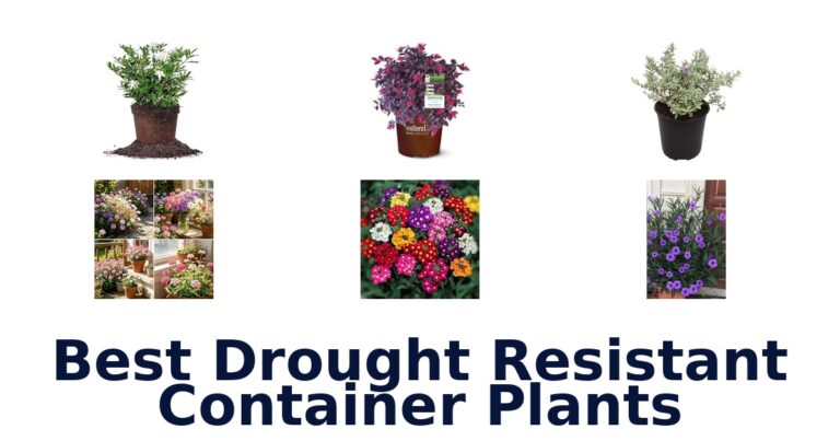 best drought resistant container plants