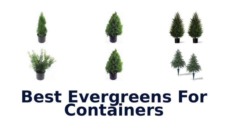 best evergreens for containers