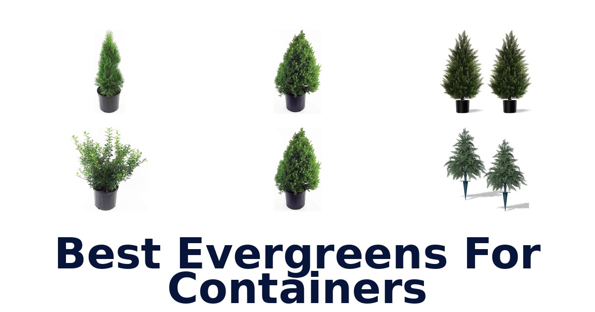 best evergreens for containers