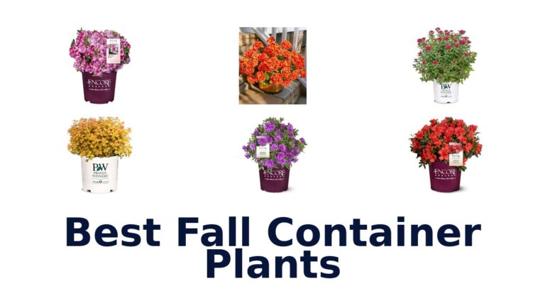 best fall container plants