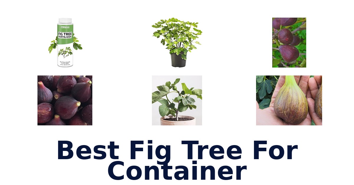 best fig tree for container