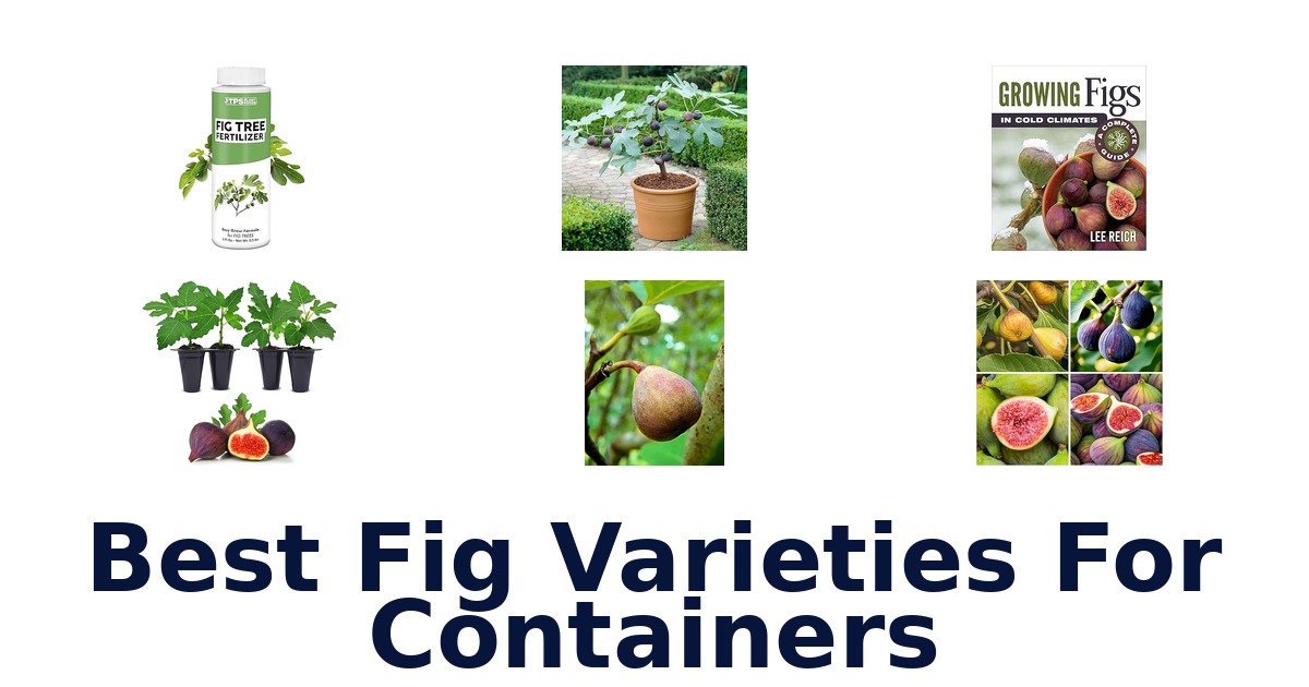 best fig varieties for containers