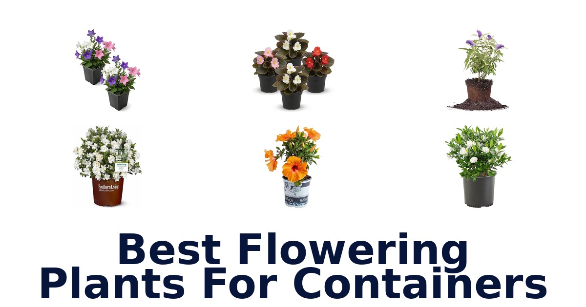 best flowering plants for containers