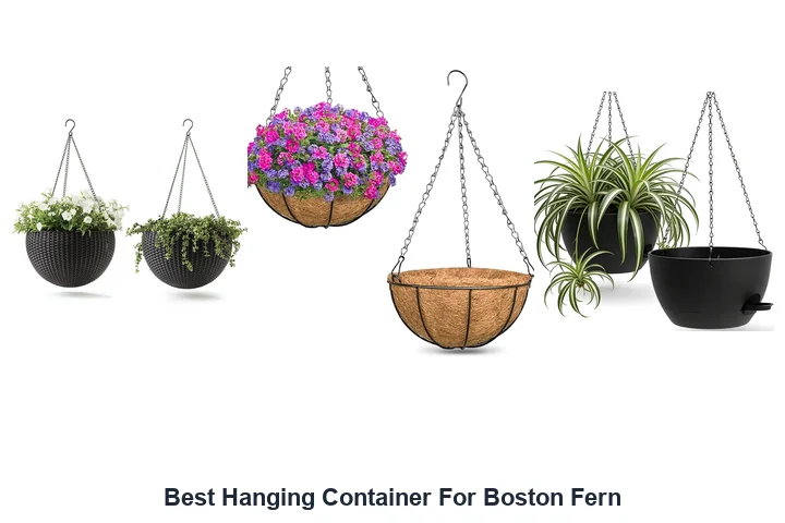 Best Hanging Container For Boston Fern