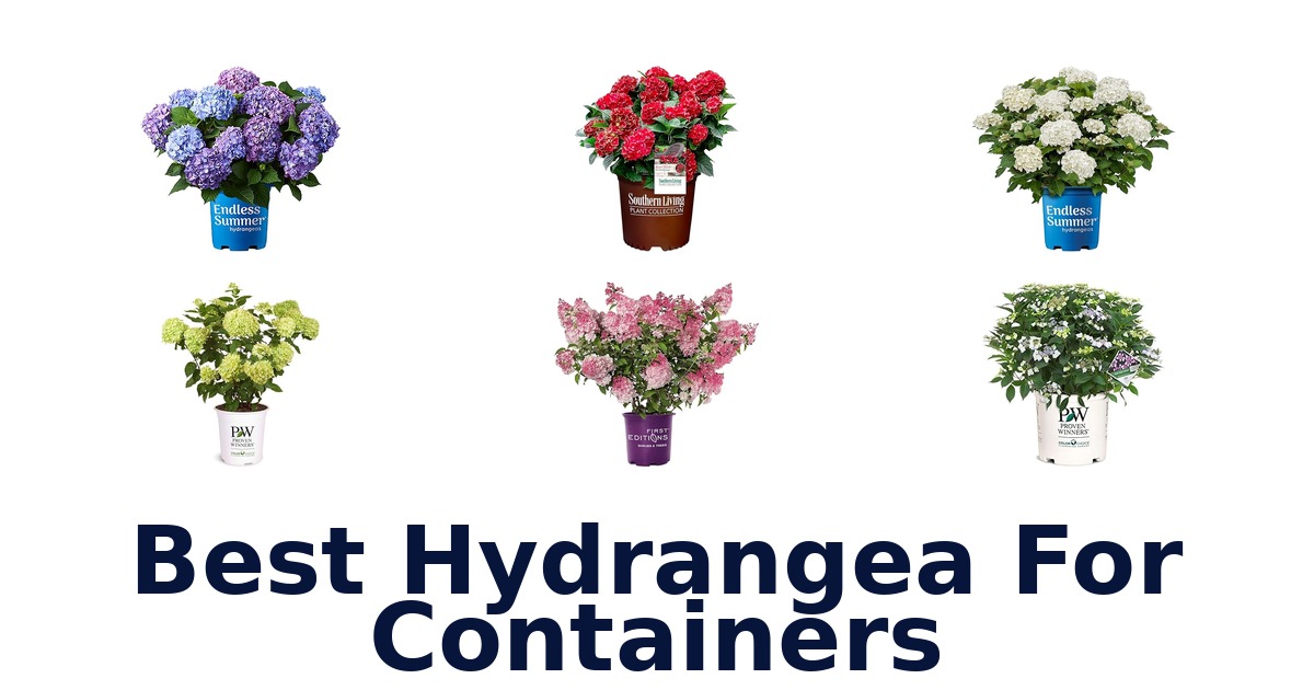 best hydrangea for containers