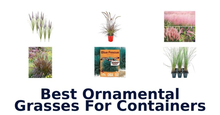 best ornamental grasses for containers
