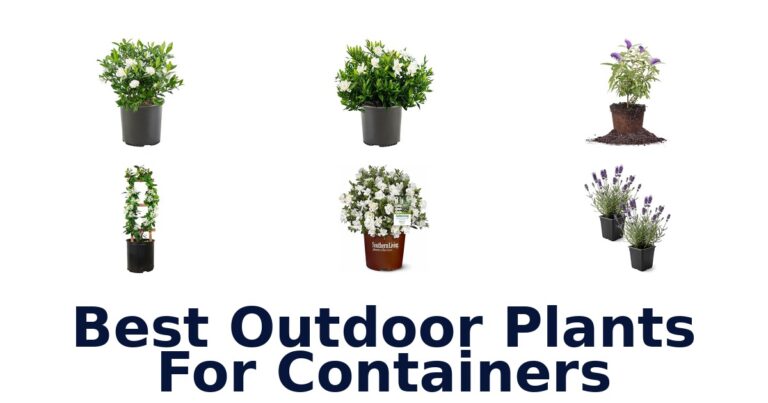 best outdoor plants for containers