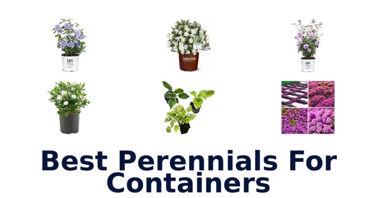 best perennials for containers