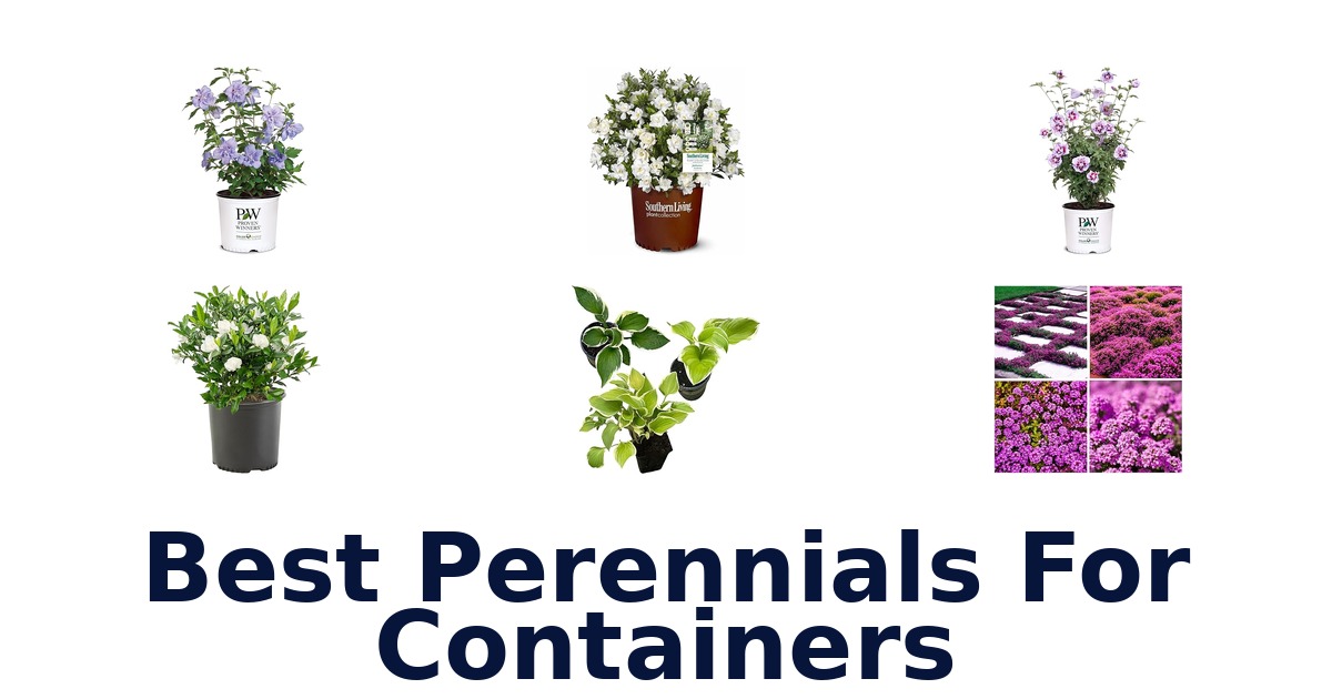 best perennials for containers