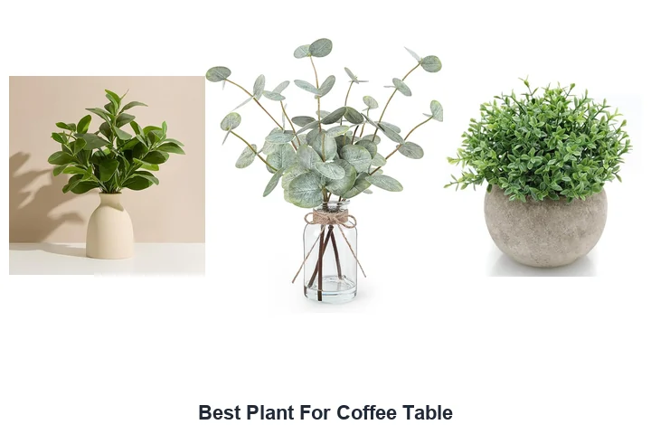 Best Plant For Coffee Table
