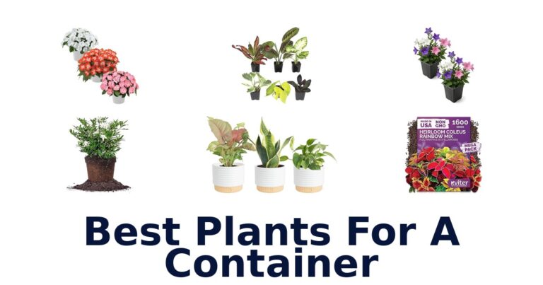 best plants for a container