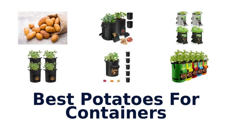 best potatoes for containers