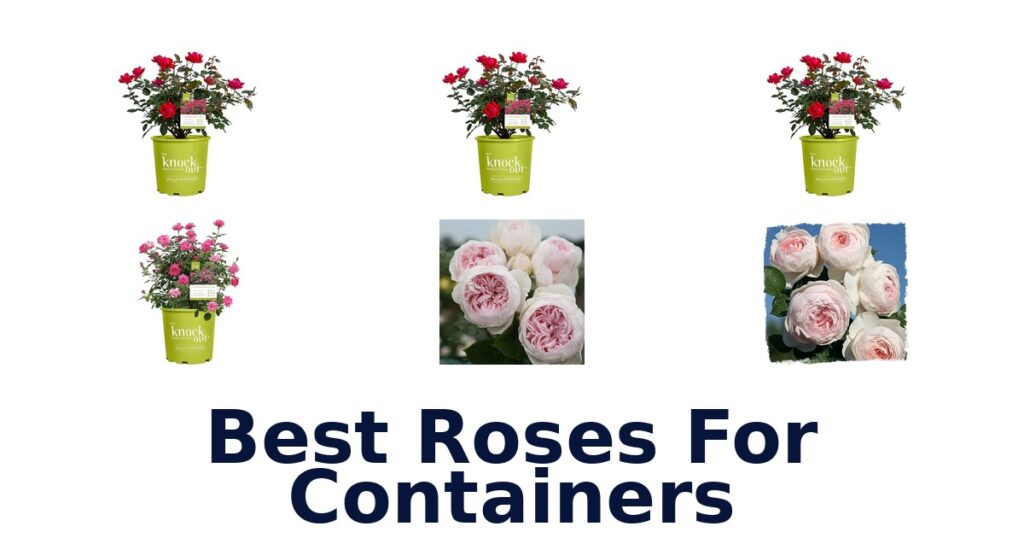 Best Roses for Containers: Top 10 Picks | Homestead Authority
