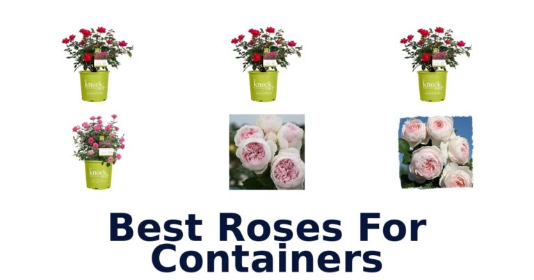best roses for containers