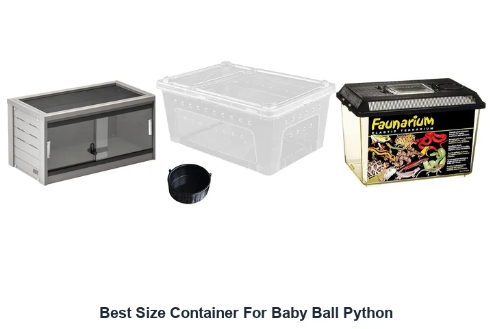 Best Size Container For Baby Ball Python