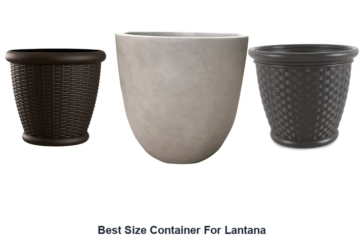 Best Size Container For Lantana