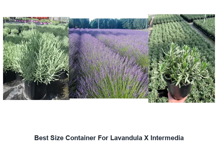 Best Size Container For Lavandula X Intermedia