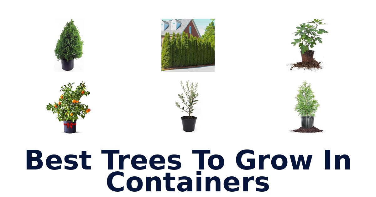 best trees to grow in containers