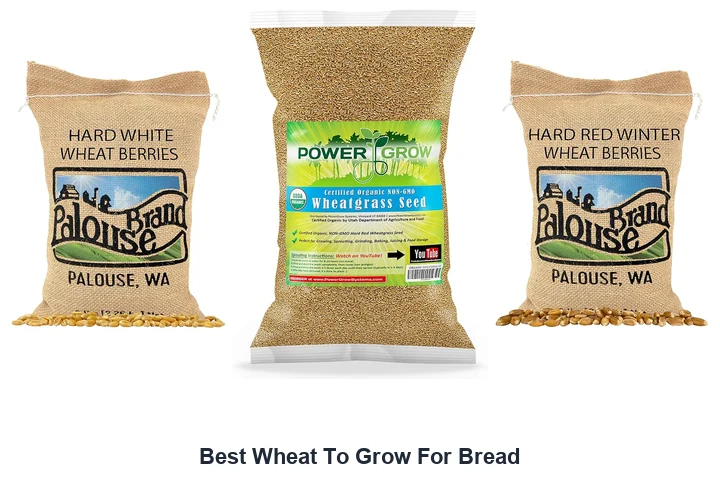 Best Wheat To Grow For Bread