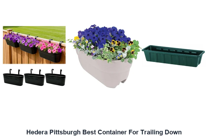 Hedera Pittsburgh Best Container For Trailing Down