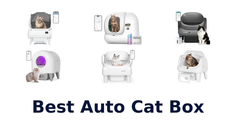 Best Auto Cat Box