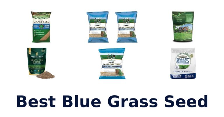 Best Blue Grass Seed