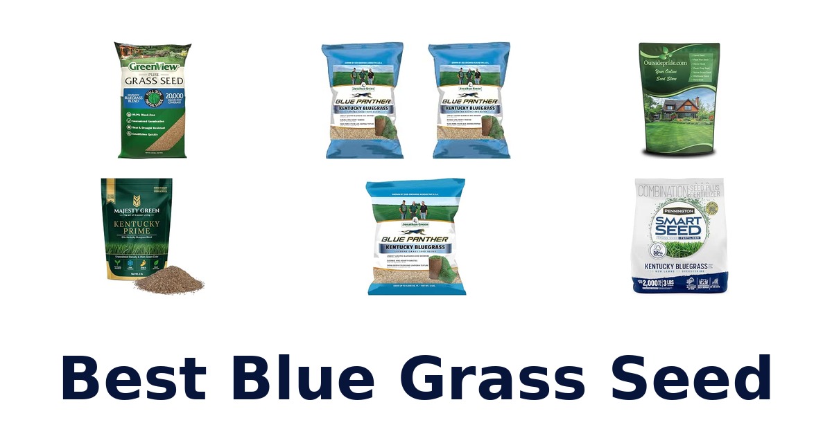 Best Blue Grass Seed