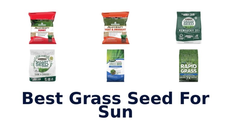 Best Grass Seed For Sun